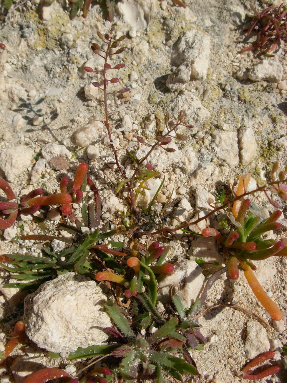 Hornungia procumbens / Hornungia procumbens